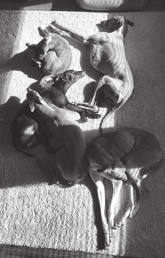 sydämellään. Leikkisä ja todella vauhdikas Aapo tykkää juoksuttaa muita ja näin ollen toimii nuorimman koiramme Voiton (whippet) personal trainerina.