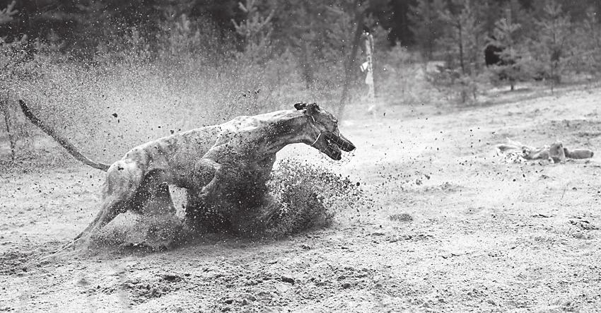 Vinha Miss Viola 10,59 23. Jukka-Poika Grand 10,62 24. James Run Up Bondi Chai 10,82 25. Niilo One More Night 11.06 26. Eemeli Super Electric 11,40 WHIPPETIT 1. Jönssi CG-Huuli-Veikko 11,03 2.