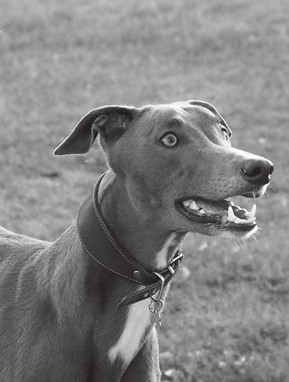 Frendikirja laiset täyttävät lapsuudesta tutun frendikirjan Greyhound Racingin lyöminä. URHEILUKIRJANI NIMI: Älä ole laiska paska.
