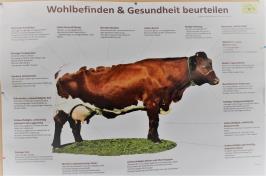 Pinzgaunlehmä Alueen vanhin lehmärotu, 4000-5000 lisääntyvää yksilöä Tumman punaruskea, selkä ja mahan alaosa