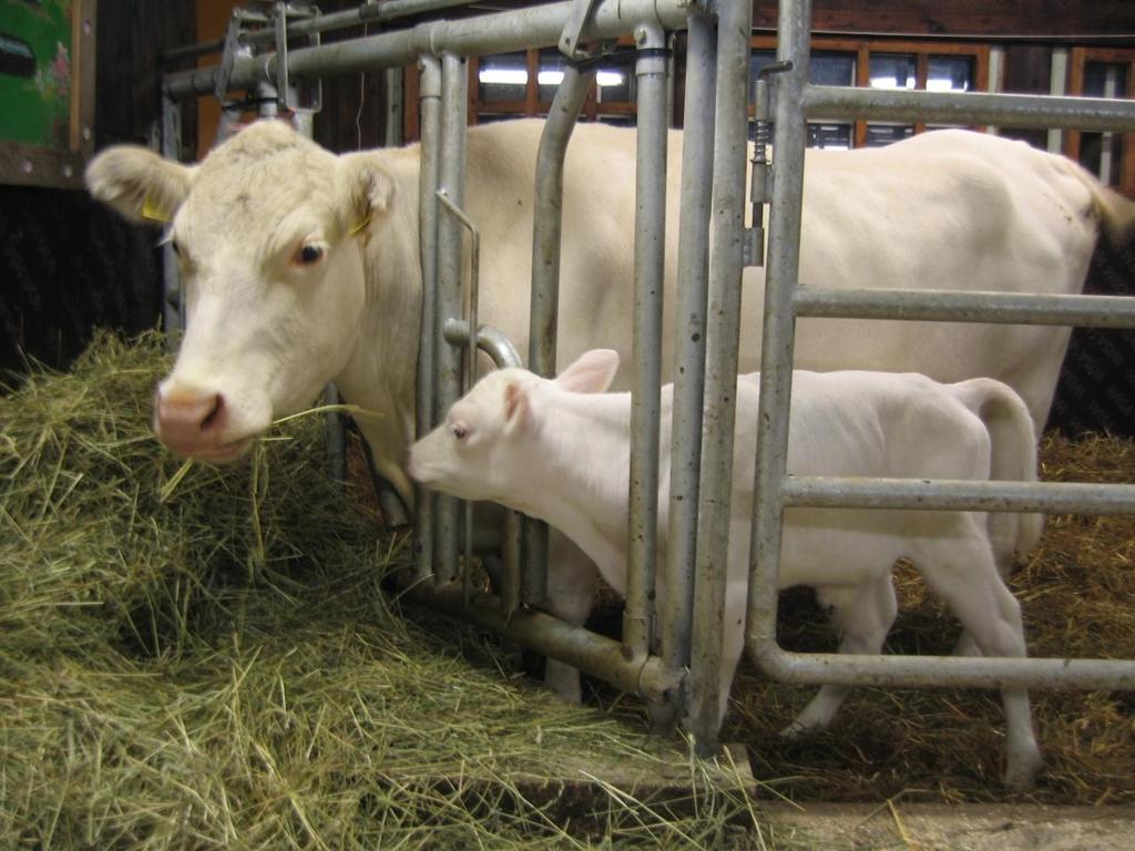 21 suomenkarjasonneista lopetettiin ja lehmiä alettiin astuttaa ayrshiresonneilla. Vaikka elpymistä on tapahtunut aktiivisen jalostustyön seurauksena, on kanta edelleen pieni.