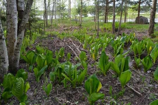 Kuva 10.11. Keltamajavankaali Hämeenlinnassa, Lammin pääjärven rannalla sijaitsevalla kesämökkitontilla. 13.5.2016 Kuva Miia Korhonen/Luontoturva ky. 10.5 Keltamajavankaalin hallinta Suomessa Keltamajavankaali menestyy Suomessa hyvin ja pystyy sopivalle kasvupaikalle päästyään lisääntymään ja leviämään siellä laajoiksikin esiintymiksi.