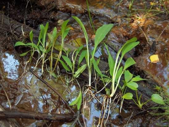 Kuva 10.12. Pieninä taimina majavankaalit on helppoa kiskoa juurineen. Hetteisessä maastossa kulkeminen on kuitenkin hankalaa. Kuva Terhi Ryttäri 10.5.