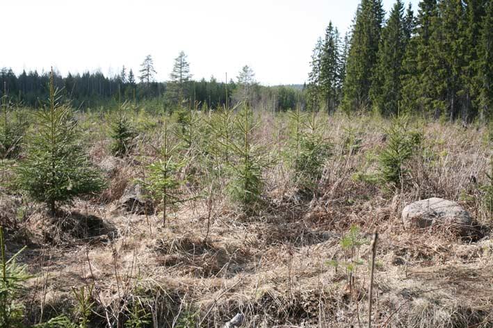 Ojitusmättäiden ansiosta taimikko ei ole tarvinnut