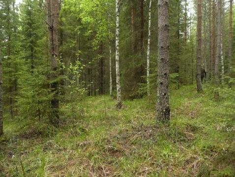 Löytöalueella on parimetrinen pyöreähkö ja matala kuopanne, johon ei koekuoppaa kaivettu. Löydölliset koekuopat ovat sen kahden puolen.