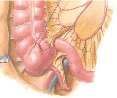 - Pernan topografinen anatomia - Aortan ja sen haarojen topografinen anatomia. - Munuaisten ja lisämunuaisten topografinen 1.