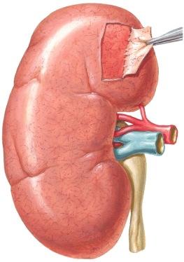 papillan sekä cortexin, medullan ja columna renaliksen. Virtsanjohdin, ureter Lähtö munuaisaltaasta Kulkee psoas majorlihaksen pinnalla A. mesenterica sup./inf. haarojen ja a.