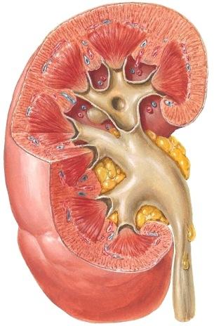 iliaca externan yli pikkulantion sivuseinämään Kääntyy mediaalisuuntaan, risteää siementiehyen ja laskee rakkoon, vesica urinaria Munuaisen rakenne Arteria ja vena renalis Pelvis renalis Ureter