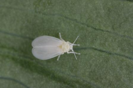 2 2 ANSRIJAUHIAINEN Ansarijauhiaiset, Trialeurodes vaporariorum, kuuluvat nivelkärsäisten (Hemiptera) lahkoon ja jauhiaisten (Aleyrodidae) heimoon.