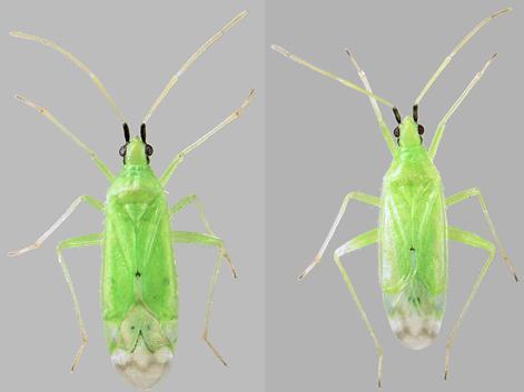 5 3 MACROLOPHUS-PETOLUDE Macrolophus-petolude on yleisesti tomaatin kasvihuoneviljelyssä käytetty biologinen torjuntaeliö. Tässä opinnäytetyössä M.