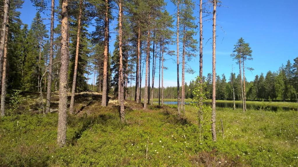 Käyntivuodet Suokasvillisuusvyöhyke Lisätietoja Haapamäki, Pieni Kalliolampi 2016 