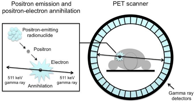 9 (44) tulokseen. Tämän takia positroniemissiotomografiaa voidaan kutsua kvantitatiiviseksi isotooppikuvantamismenetelmäksi.