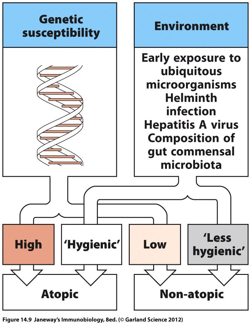 kartta2 Autoimmuunitautien esiintyvyys vaihtelee alueittain; erilaiset infektiot? gene+ymp4 Hygieniahypoteesi HLA sukupuoli immuunijärjestelmän reseptorit, signalointimolekyylit, yms.