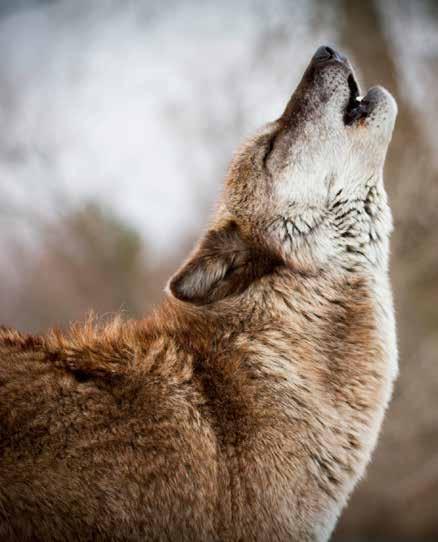 Grey Pride #greypride #shameonyoufinland Luonto-Liiton susiryhmä on julkaissut englanninkielisen videon levittääkseen tietoutta maailmalla suomalaisen suden ahdingosta.