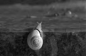 Surprisingly, a snail is mounted on the surface of the gravestone. We do not know where it comes from? But its presence is like a ghost that escaped from the grave.