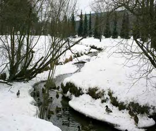 Hervannan valtaväylän puoleisella reunalla puiden välissä on pääosin hoidettua nurmikkoa, Aarikkalankaudun puolella kasvillisuus on niittymäisempää.