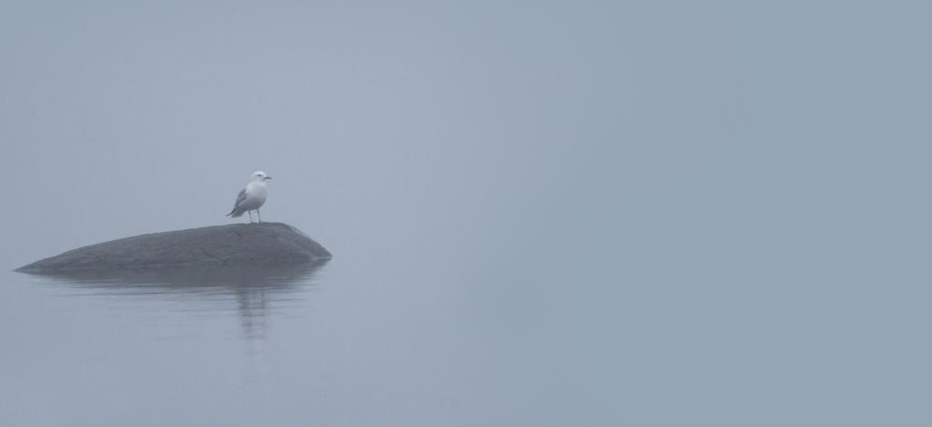 VIESTINTÄ, AVOIMUUS JA