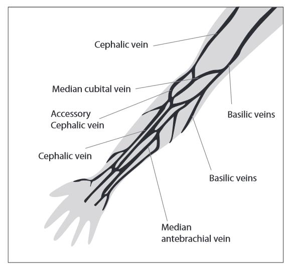 KUVIO 3. Kyynärvarren laskimot (Nikolac ym. 2013, 248, viitattu 27.8.2015) Kädestä, johon on parhaillaan menossa tiputus, eli infuusio, ei suositella otettavaksi laskimoverinäytettä.