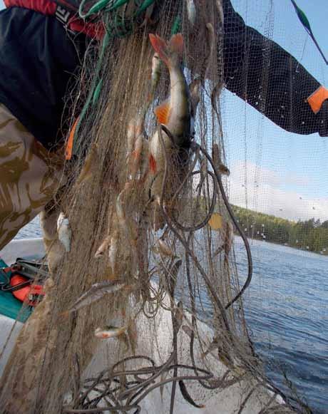 Puruveden Mehtolanlahden kalastorakenne syksyllä 2015 sekä alustavat