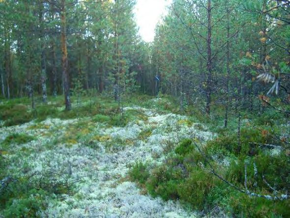 15 Asuinpaikan kaakkoisosaa suon laidalla, missä painanne. Yllä kuvattu rajalinjan suunnassa lounaaseen.