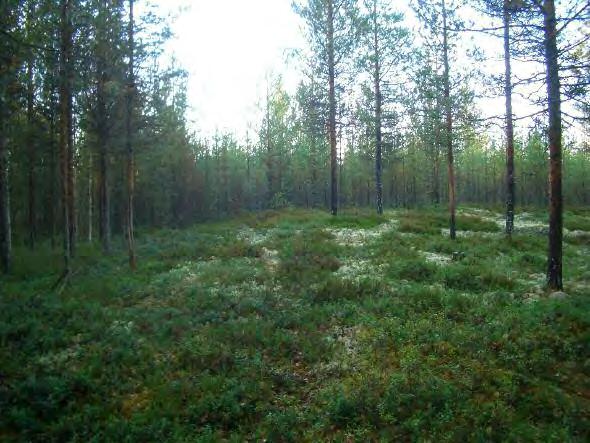 Alla: kuvattu niemekkeen kärjestä suon laidalta pohjoiseen kohti painannetta, joka heti taimikon reunassa. LIMINKA 67 KALLIOMAA Rauh.