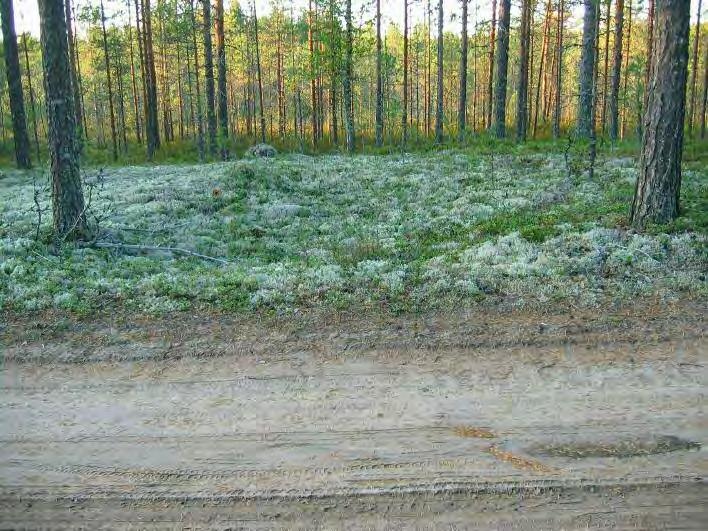 26 Pieni painanne jonka kohdalla tiellä kvartseja.