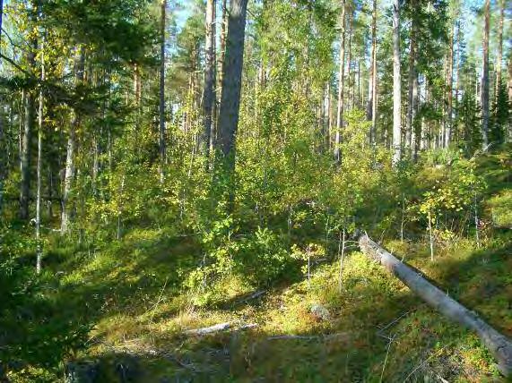 39 TYRNÄVÄ 22 VUOVAKOSKI N Rauh.