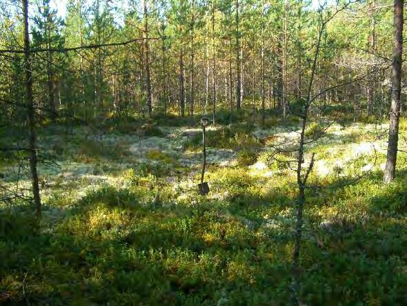 43 Yllä: asumuspainanne kuvan keskellä. Taustalla aikoinaan äestetty alue, jossa nyt vesakko. Kuvattu luoteeseen. Alla: painanne, kuvattu kaakkoon.