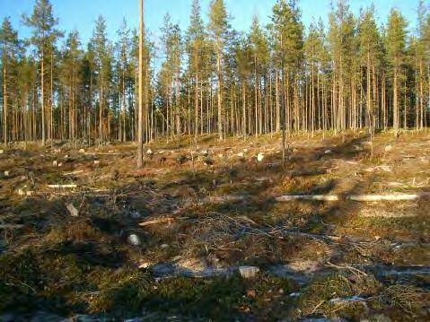 6,3 km itä-kaakkoon, Linnamaan jätinkirkosta 370 m kaakkoon, metsätien koillispuolella 20-50 m, lounaaseen viettävässä rinteessä. Ks. kartta.