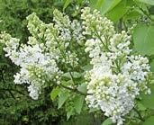 Syrenhortensia Hydrangea paniculata Grandiflora. 6419585957182.