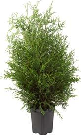 6409605471385. Kääpiövuorimänty 20 25 cm Dvärgbergtall Pinus mugo var.pumilio. Ruukku Ø 19 cm.