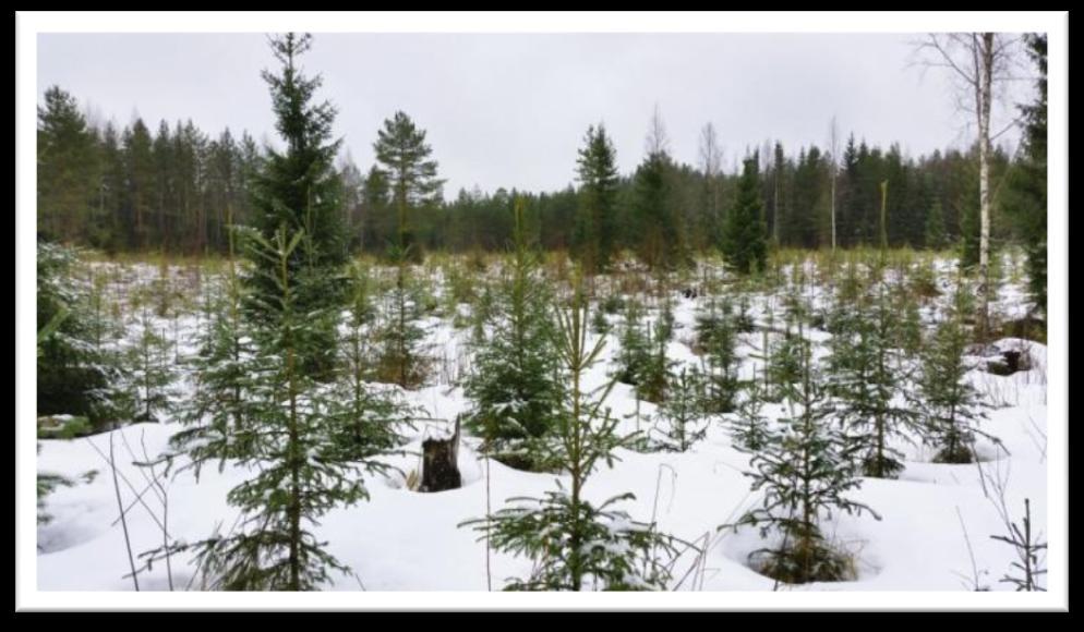 3 TAIMIKKO Suomessa päätehakkuuta seuraa aina metsän uudistaminen. Taimikko voi syntyä luontaisesti, istuttamalla tai kylvämällä.