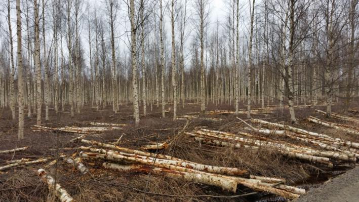 Koivu tarvitsee paljon valoa kasvaakseen. Koivu lisääntyy luontaisesti helposti ja ilmaantuvat itsestään valoisille ravinteisille hakkuualoille. Koivu kestää hallaa paremmin kuin kuusi.