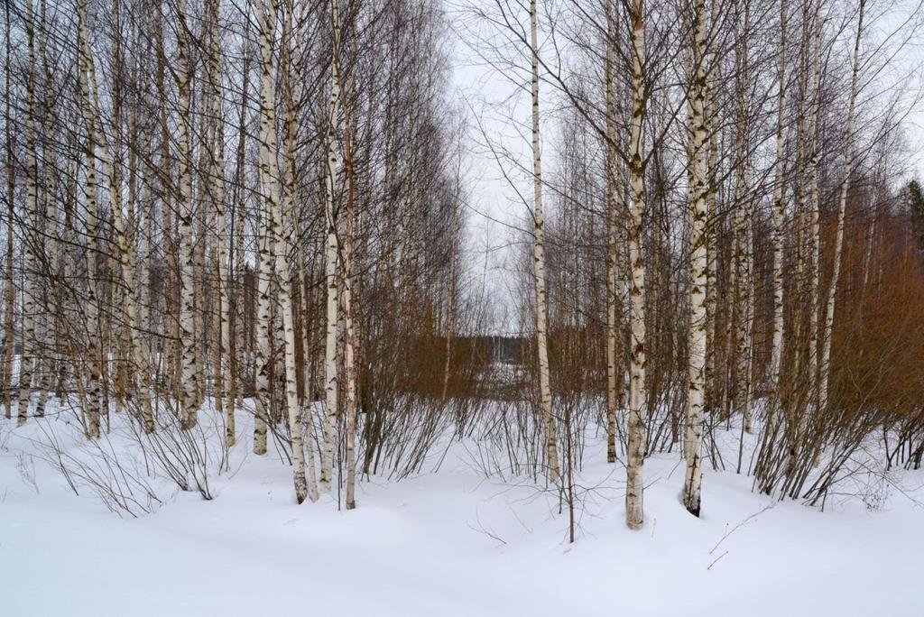 21 1 MISTÄ IDEA MALLIKOSTEIKOLLE? Pohjoisen Keski-Suomen oppimiskeskuksen (POKE) luonnonvara-alalle Saarijärven Tarvaalaan perustettiin monivaikutteinen kosteikko talvella 2012.