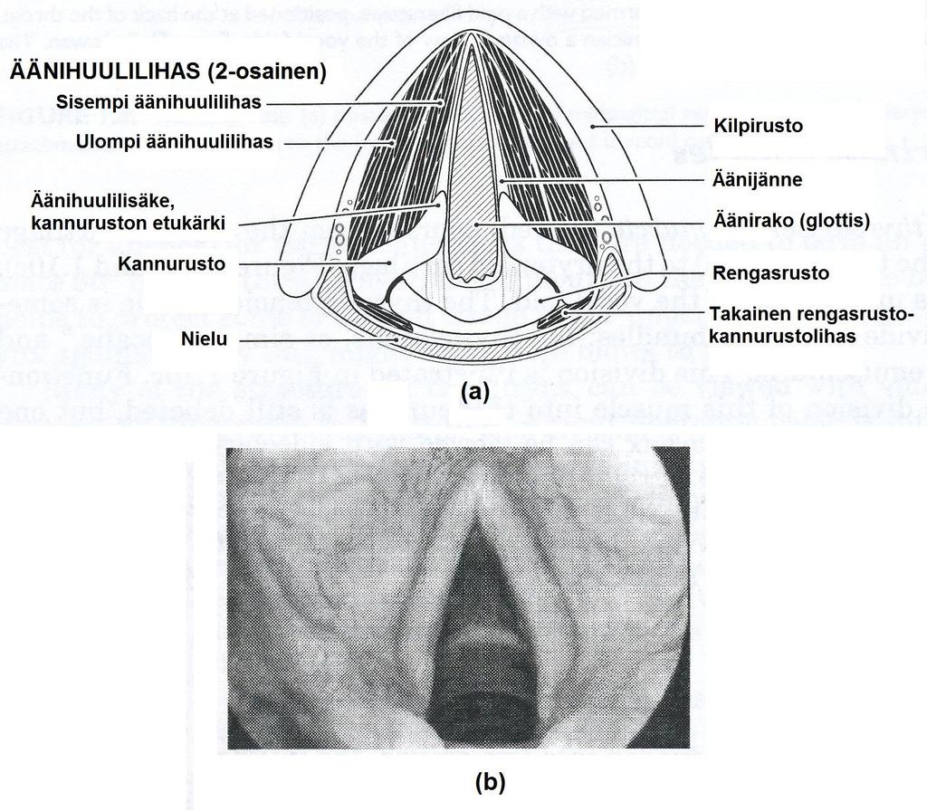 12 tävä on estää haitallisten aineiden päätymistä henkitorveen. Aikuisen miehen äänihuulet ovat pituudeltaan noin 1,6 cm ja aikuisen naisen noin 1 cm.