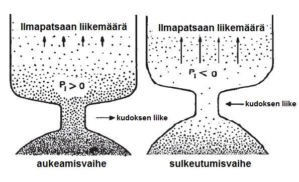 16 ta suurempi paine ja äänihuulia avaava voima. Äänihuulten sulkeutuessa (kuvio 6b.) ääniraon päinvastainen muoto aiheuttaa äänihuulten välisen suhteellisen paineen alenemisen lähelle nollaa.