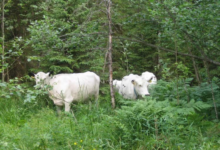 Mustajärven perinnebiotooppien hoitosuunnitelma Tiina Riikonen ja