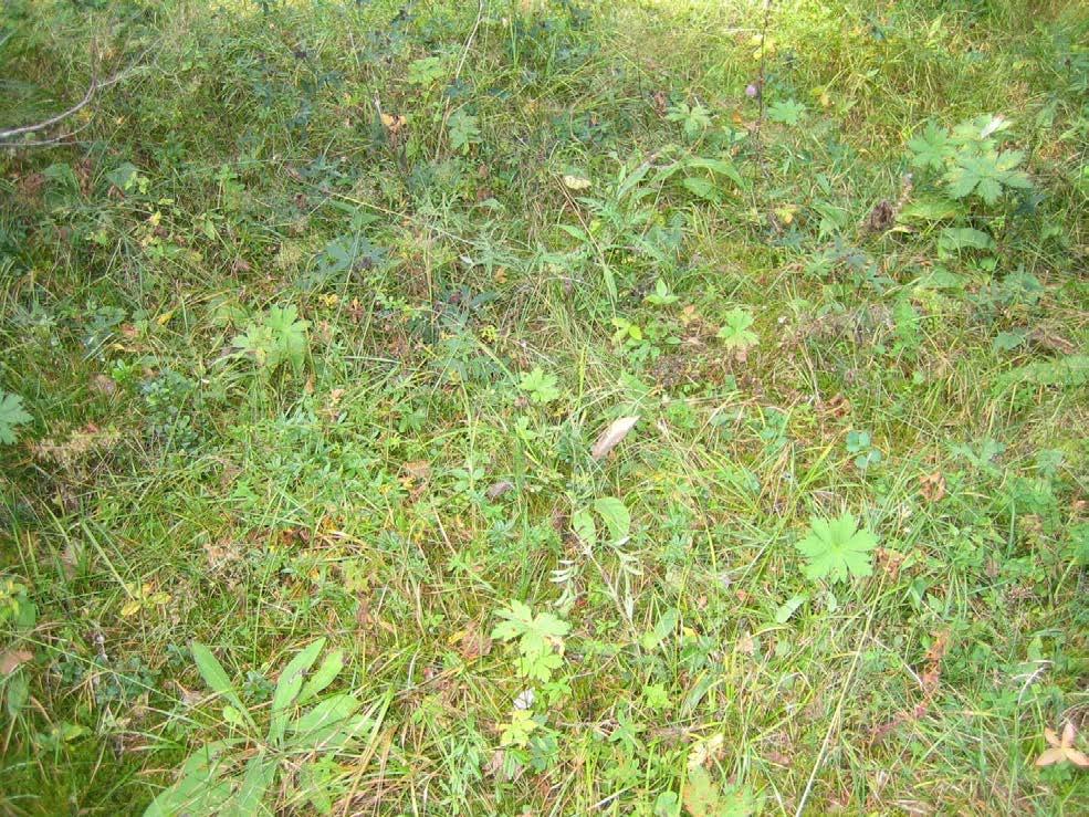 20 multiflora), niittyhumala (Prunella vulgaris), rätvänä (Potentilla erecta) ja kalvassara (Carex pallescens) (Liite 8).
