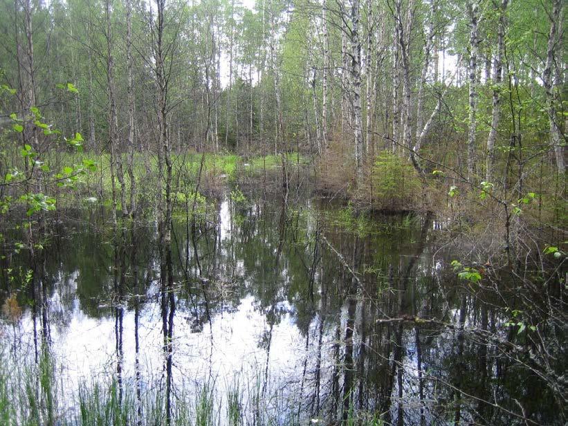 38 Toinen erillinen palsta, ns. Lähdeniitty, sijaitsee Metsäsianharjun lounaispuolella, se koostuu kuvioista 1-8 ja on kooltaan yhteensä 4,6 ha.