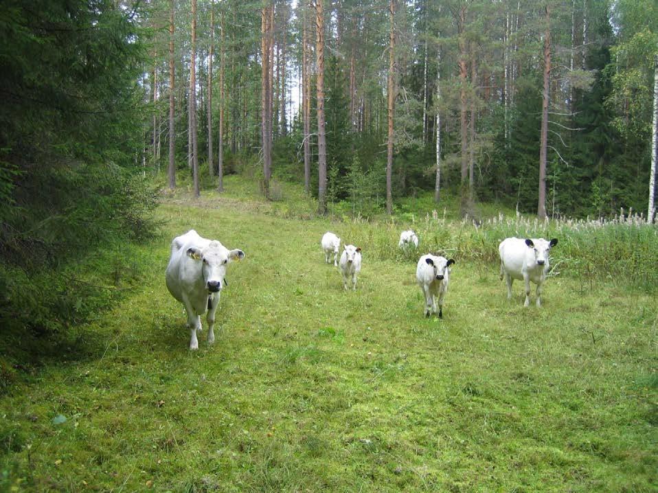 44 monimuotoisuutta parhaiten, sillä niittoon verrattuna tuloksena on pienipiirteisesti vaihteleva erikorkuinen kasvillisuus.