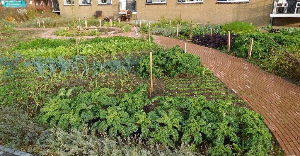 Palvelutalon tilojen avaaminen ulospäin & viherhoiva (green care) yhdistyvät yhteisöpuutarhassa Humanitas, Deventer,