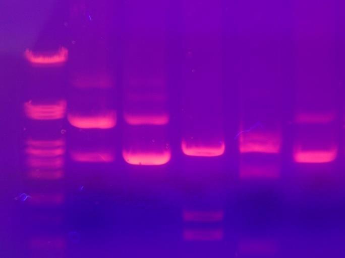 Puskuriliuos kuljettaa elektroneja elektrodien välillä sekä pitää koejärjestelyn ph:n tasaisena. Jos DNA halutaan nähdä, se on ennen elektroforeesia leimattava.