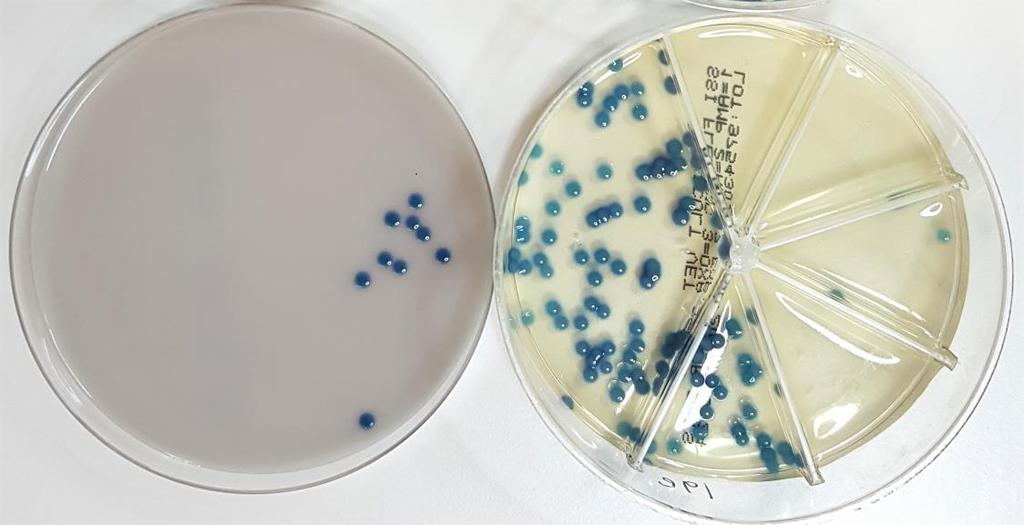 7 Kuvio 2. Klebsiella pneumoniae -kasvustoa UriSelect 4 ja Flexicult Vet -maljoilla.