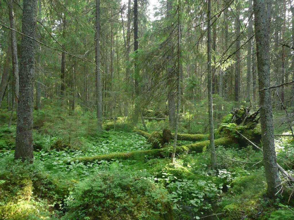 Osa-alueen pohjoisosassa on myös useiden hehtaarien kokoinen, vesitaloudeltaan ja puustoltaan luonnontilainen korpi. Korpi on pääosin heinä- ja ruohokorpea ja osin kangaskorpea.