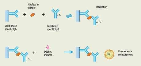 Näytteen antigeenit ja leimatut antigeenit kilpailevat sitoutumispaikoista tähän vasta-aineeseen, sillä niillä on sama sitoutumispaikka ja paikkoja on rajallinen määrä