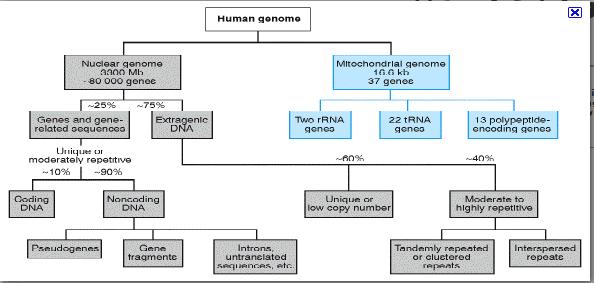 Epigeneettiset syyt Geenien ilmentymisen (aktiivisuustilan) periytyminen ilman, että aktiivisuustilan alunperin indusoinut tekijä on enää läsnä Kromaatiinin