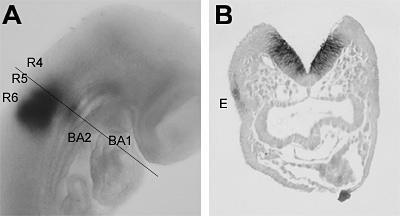 Analysis Fgf3 expression in the developing pharyngeal region. Whole-mount in situ hybridization of a 8 somite stage embryo.