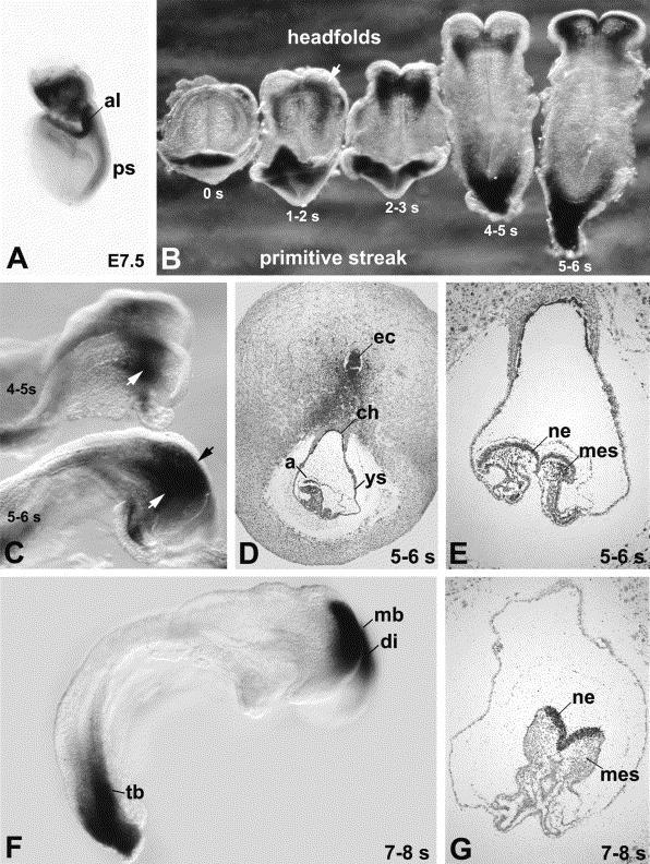 Drapc1 expression from E7.5 