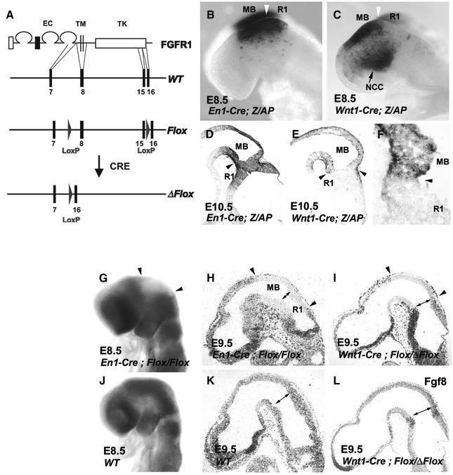 The conditional Fgfr1 allele, Fgfr1flox, and its inactivation by En1-Cre and Wnt1- Cre.