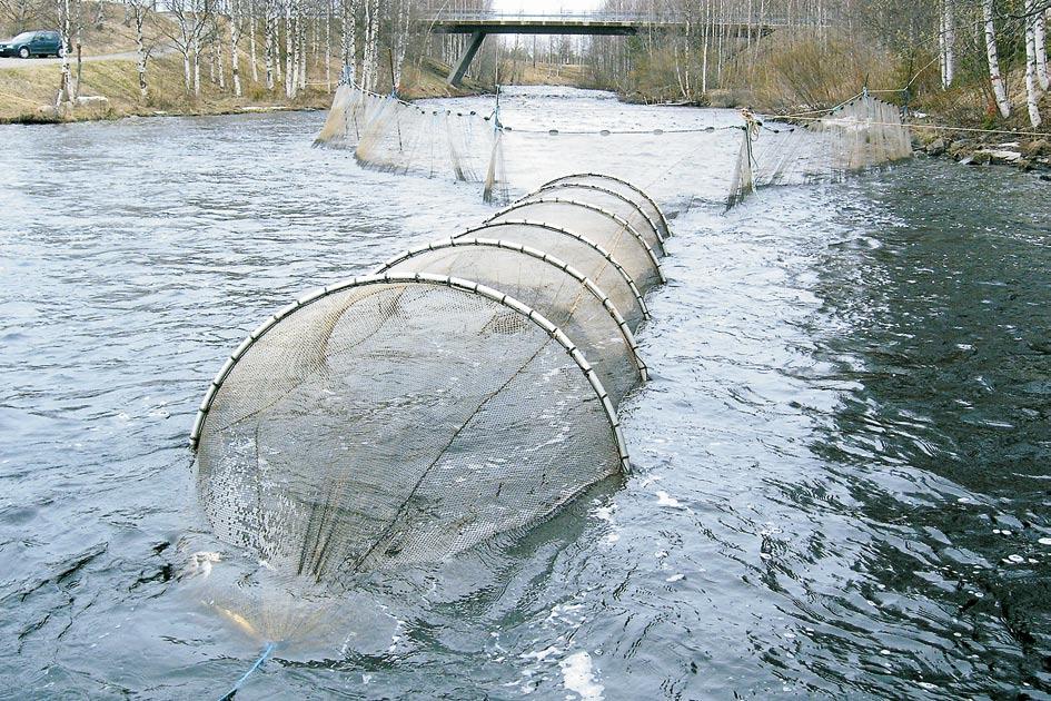 Kuva 5.5. Kutujoen alimmalla koskella selvitettiin lohen vaelluspoikasten määrää rysäpyynnin avulla. Kuva: M. Havumäki. Tämän jälkeen ne palautettiin takaisin rysän yläpuolelle Autiokosken yläosaan.